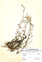 藏品(蠅子草)的圖片